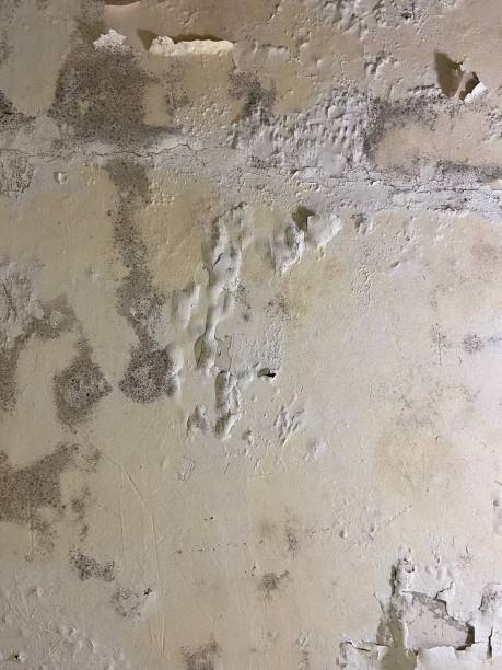 Best Mold Remediation for Schools in Dansville, NY