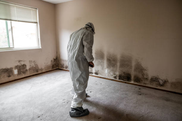 Best Industrial Mold Remediation in Dansville, NY