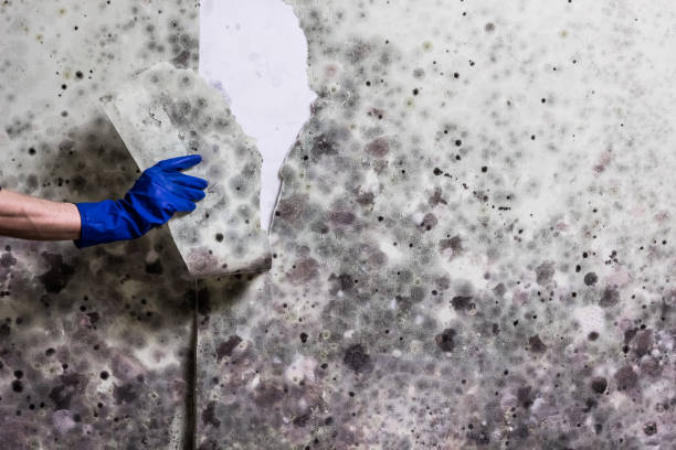 Best Preventive Mold Services in Dansville, NY